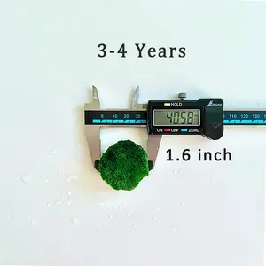3-4 Year 4-5cm Live Moss Ball - Carefree Plants Kokedama Japanese Algae Ball Marimo Moss Ball Aquarium Plants Best Plants for Beginner Best Indoor Plants Plants Ideas Gorgeous Plants