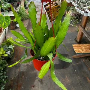 Golden Orchid Cactus Disocactus Macrantha 6 in pot