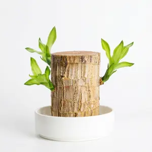 Brazilian Wood Lucky Fortune Plant Growing Kit | Hydroponic Mini Desk Plant with Mystery Doll & Decorative Plate, Easy Care High Temperature Resistant Indoor Ornament for Home Office Decor, Brings Good Luck & Prosperity