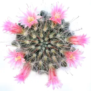 Powder Puff Cactus - Mammillaria Bocasana