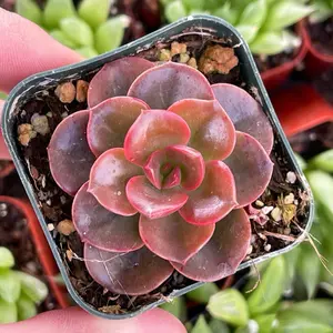 2” Echeveria Melaco Succulent Plant