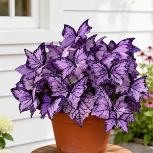 800pcs Butterfly Leaf Hosta Flower Seeds, Unique Butterfly Wing-Resembling Shade-Loving Perennials for Garden Borders, Landscaping