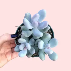 4” Pachyphytum Oviferum / Lavender Pebbles Succulent Plant