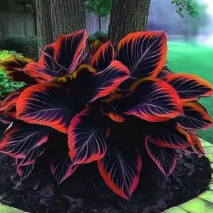 800 pcs Hosta Seeds – Low-Maintenance Perennials for Indoor & Outdoor Gardens