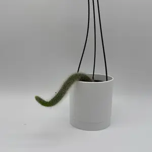 Monkey Tail Cactus 4" HB Pot - Exotic Indoor Plant with Vibrant Green Color for Home Decor & Easy Care