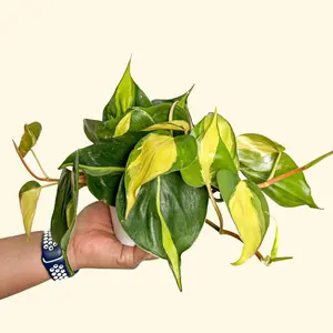 4" Philodendron Brasil, Beginner Friendly Live Houseplant, Indoor Plant