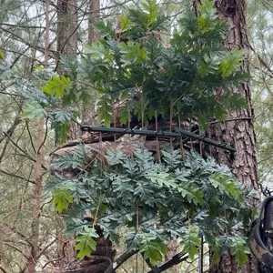 Tree Ninja/Branch Green Combo