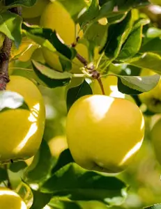 Golden Treat™ Fruit Snacks™ Apple Tree