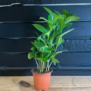 ARABICA COFFEE PLANT 4 INCH POT