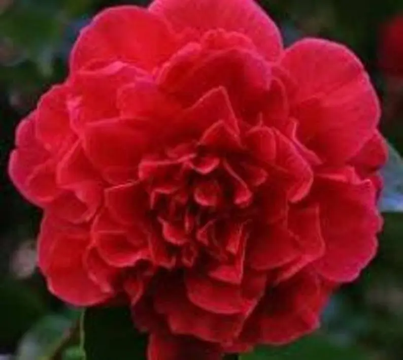 Kramers Supreme Red Camellia Japonica Starter Plant - 4L Size