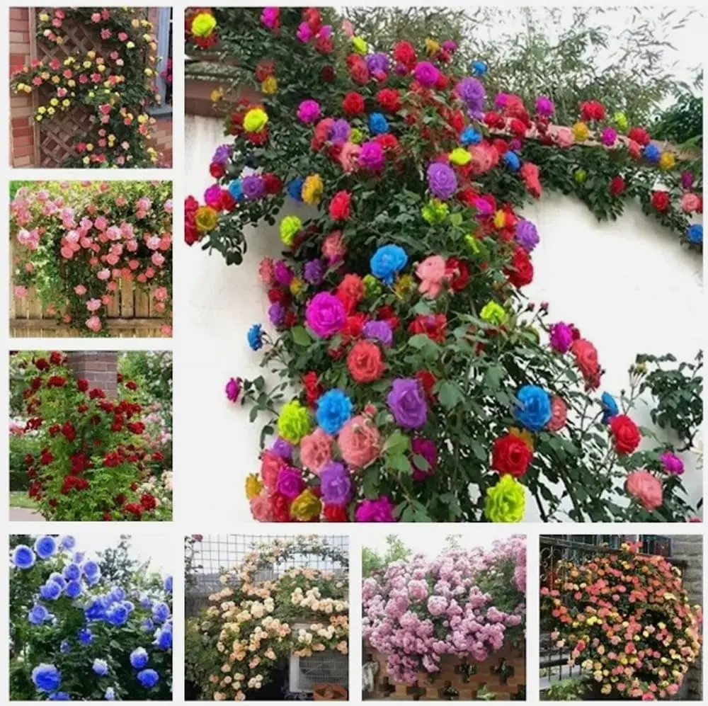 300PCS Mix Color Climbing Rose Seeds Mixed Rare Vine Heirloom Seeds,Climbing Rose Bush Seeds for Planting Outdoors
