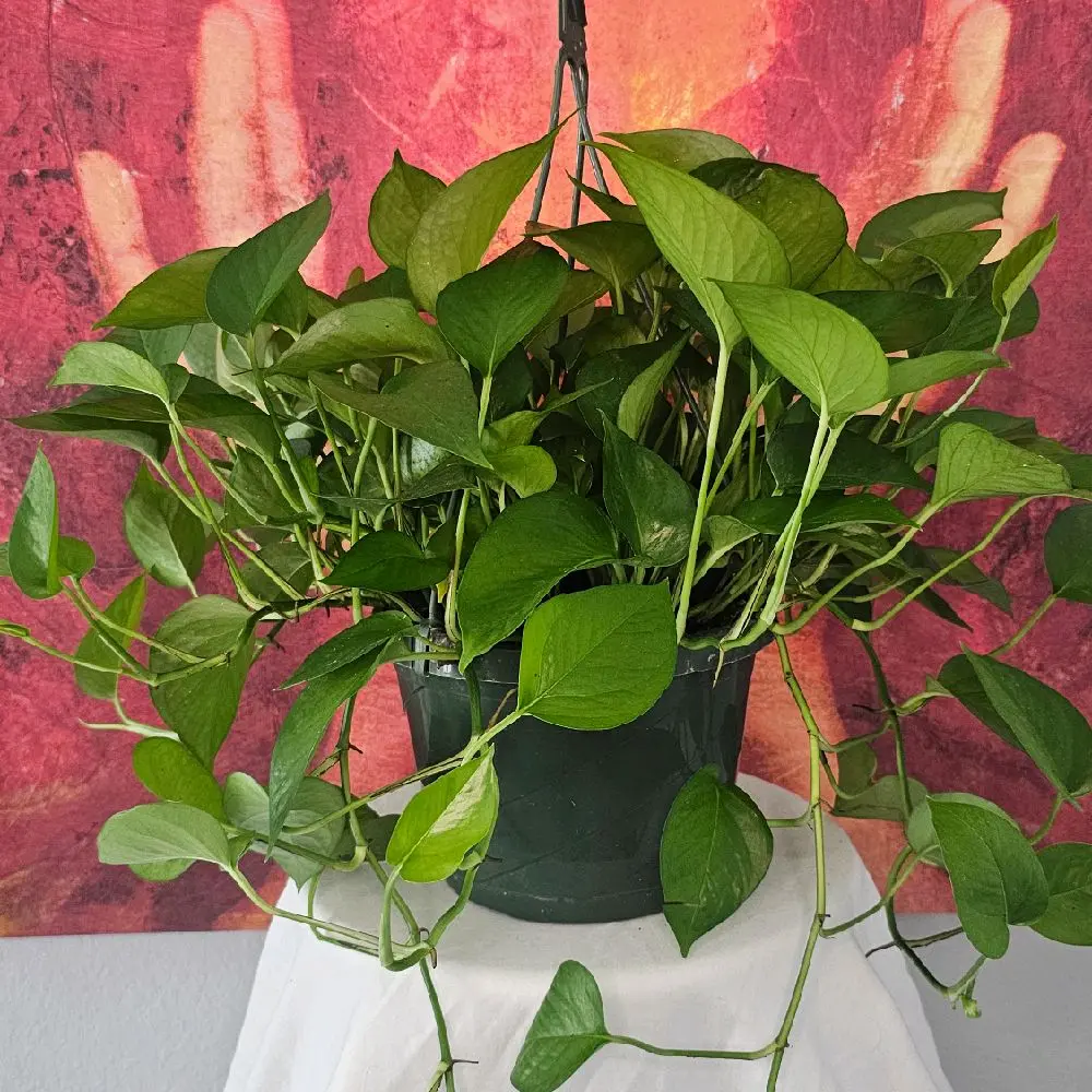 Jade Pothos in a 8" Pot - Vibrant Green Leaves, Ideal for Indoor Decor, Easy Care Houseplant