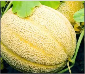 50 Hales Best Jumbo Cantaloupe Seeds for Planting Non GMO Heirloom Seeds Fresh Fruit Garden Seed