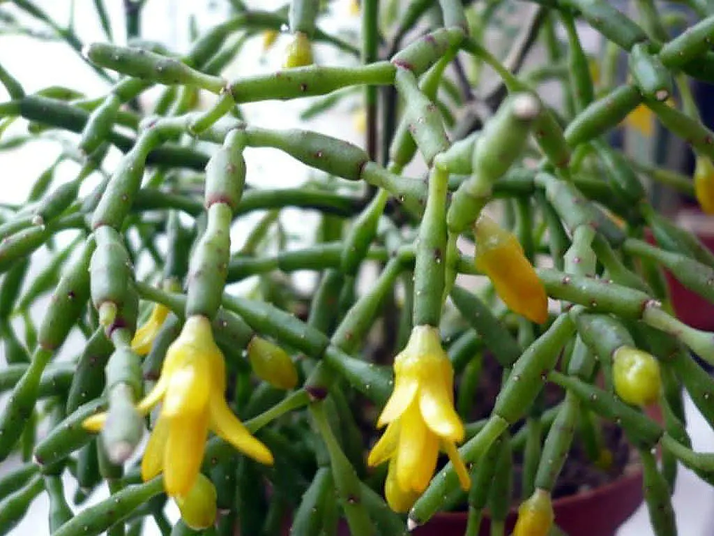 Spice Cactus Plant - Rhipsalis salicornioides - 2.5" Pot - Succulent