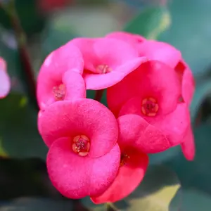 Pink Crown of Thorns Plant 5 to 7 Inches Height , Pink Euphorbia Milii Plant 4 inch Pot. SHIP NO POT
