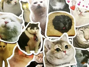 Meme Stickers - Internet funny DIY stickers for hydroflask laptop luggage... Waterproof 100% Vinyl