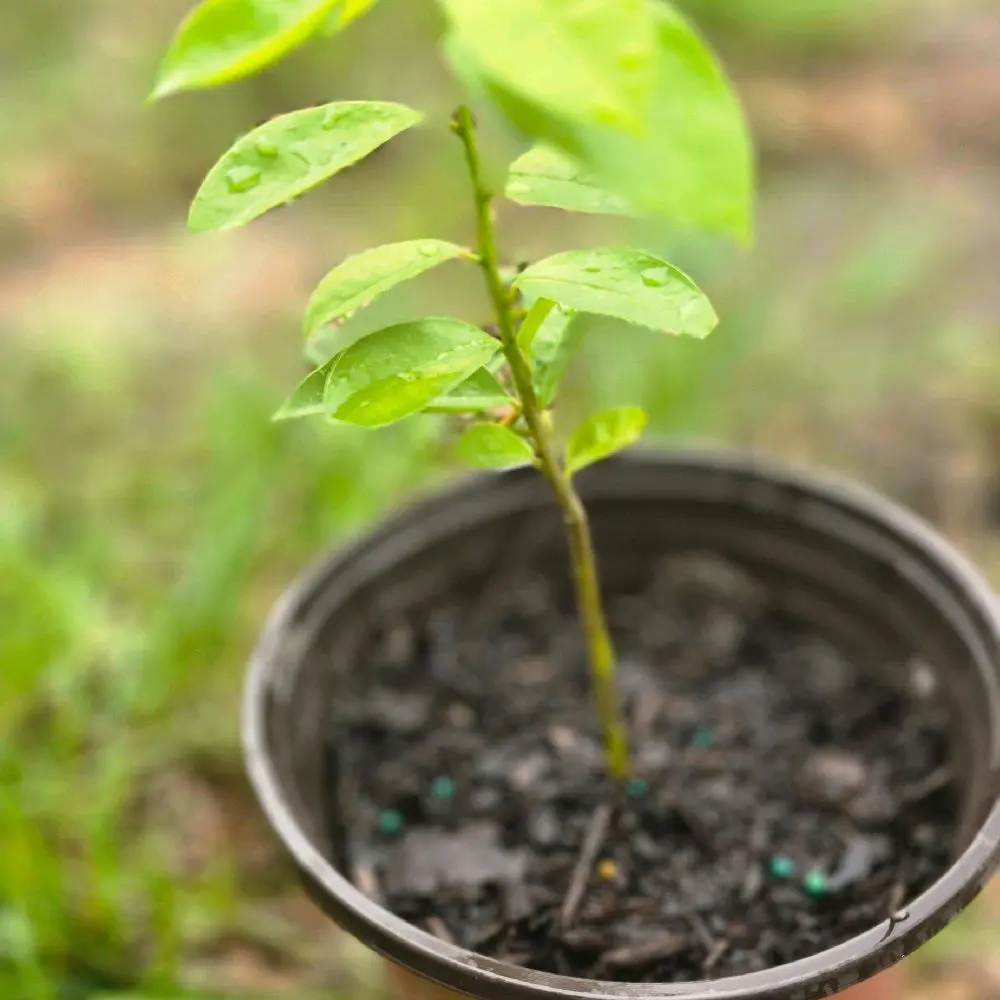 Soursop live plants