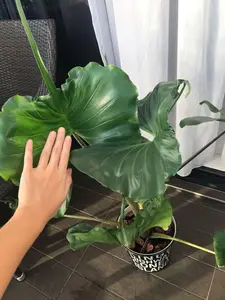 LIVE PLANT Alocasia Stingray 2-3 ft elephant ear taro (not bulbs) colocasia shipped from Florida