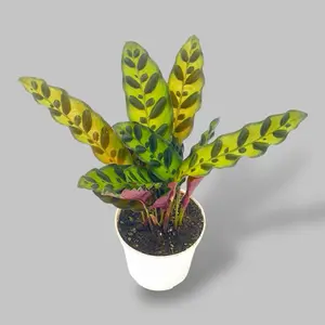 Calathea Rattlesnake, 4 Inch Pot, Live Plant