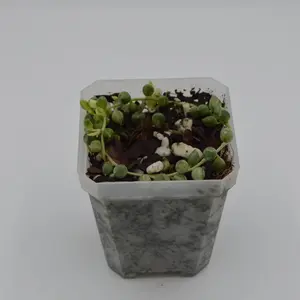 Variegated String of pearls