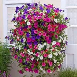 Mixed Dwarf Rainbow Petunia Heirloom Seeds for Planting | Non-GMO Open Pollinated Grandiflora Flower Seeds for Hanging Baskets, Containers, Indoor & Outdoor Garden
