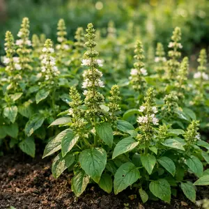 Basil Seeds – Fresh Herb Seeds for Home Garden, Easy Grow Indoor Outdoor