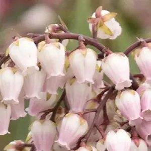 Passion Party Pink Frost Pieris