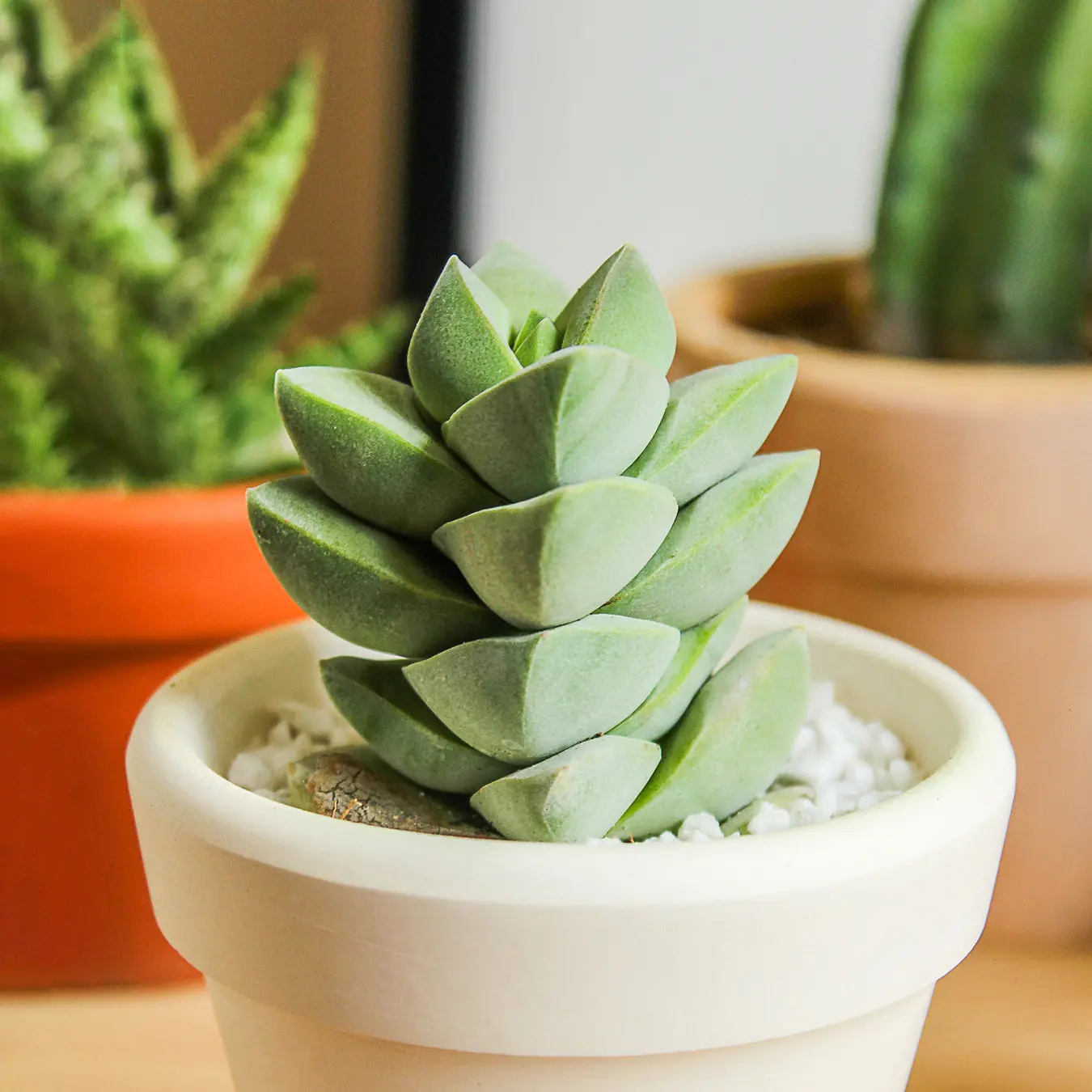 Crassula Moonglow Succulent Crassula Moonglow Succulent