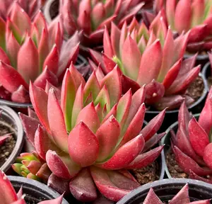 Echeveria Agavoides Christmas Red Succulent Rooted Plant in 2" pot