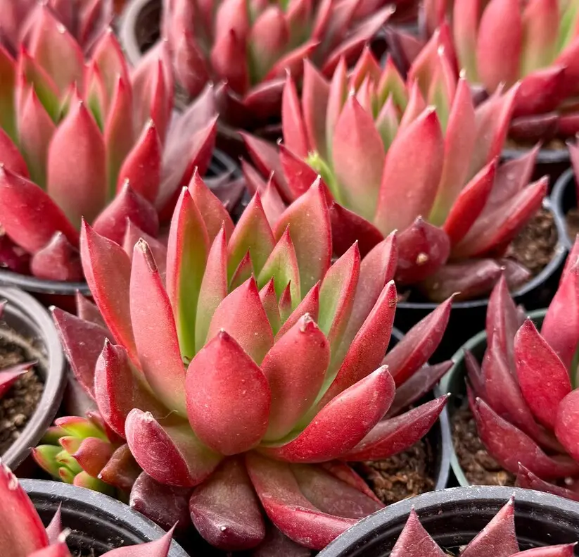Echeveria Agavoides Christmas Red Succulent Rooted Plant in 2" pot