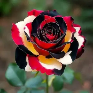 Mix 200 Flower Seed Rare Rose for Garden Planting Outdoor Easy Growing Create Colorful Flower Garden Open-Pollinated Perfect for Home Decor