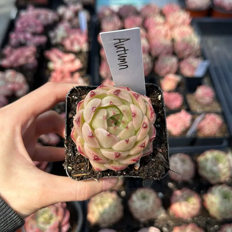 Echeveria 'Autumn' Single Head(around 2'')- Bare Root Succulents - Terra Tales