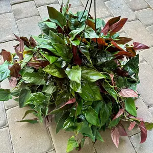 Syngonium red arrow XL - 8" pot