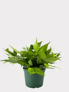 Hoya Polyneura - Fishtail Hoya, Elegant Vining Plant with Fishtail Pattern Leaves, Ideal for Indoor Spaces, Pet-Friendly, Prefers Bright Indirect Light