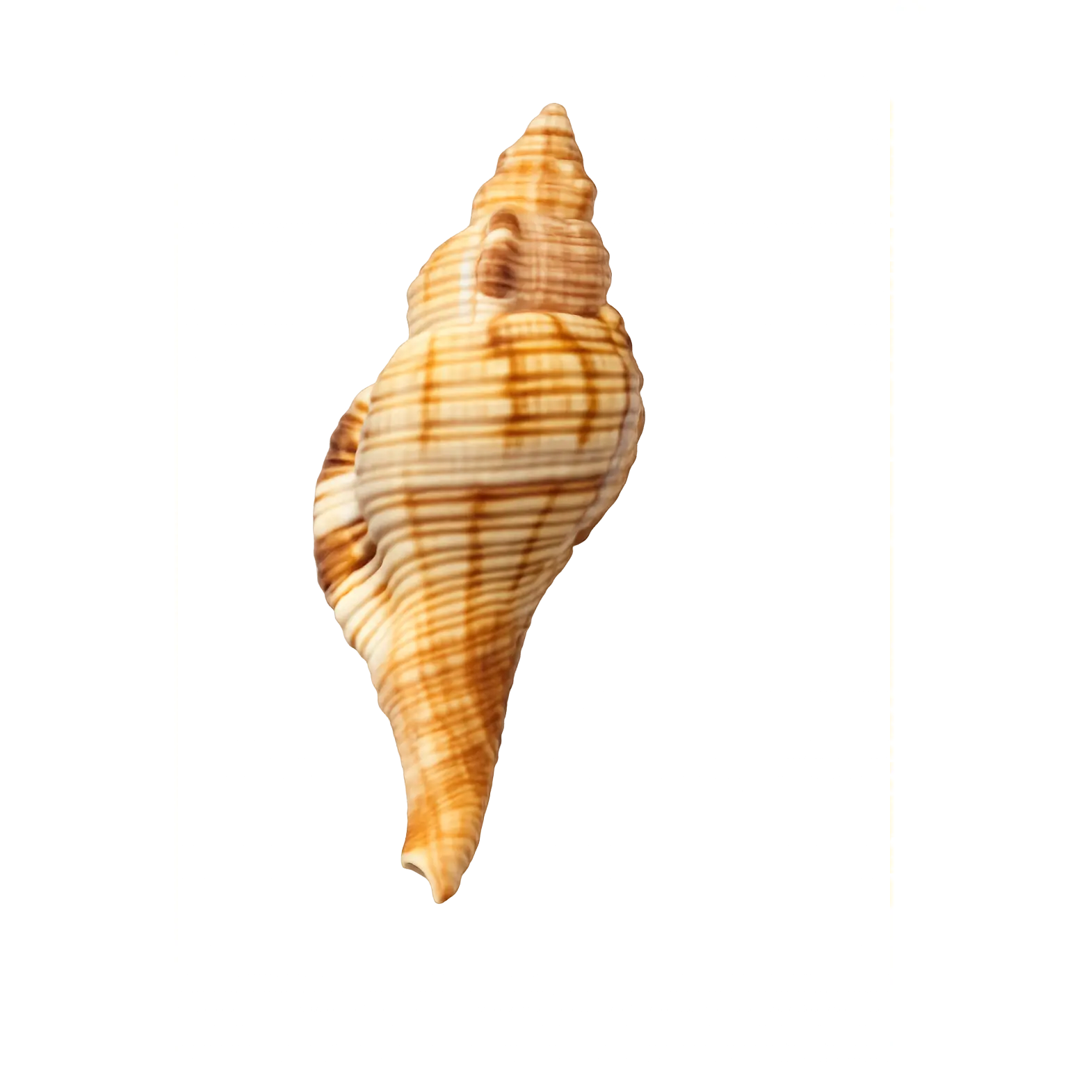 Murex Shells – Sculptural Spired Natural Display Shells