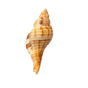 Murex Shells – Sculptural Spired Natural Display Shells