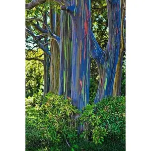 50 Rainbow Eucalyptus Seeds - Eucalyptus Tree Seeds, Perennial Multicolored Bark, Flower Seed Pack For Backyard Planting, Tropical Garden Statement
