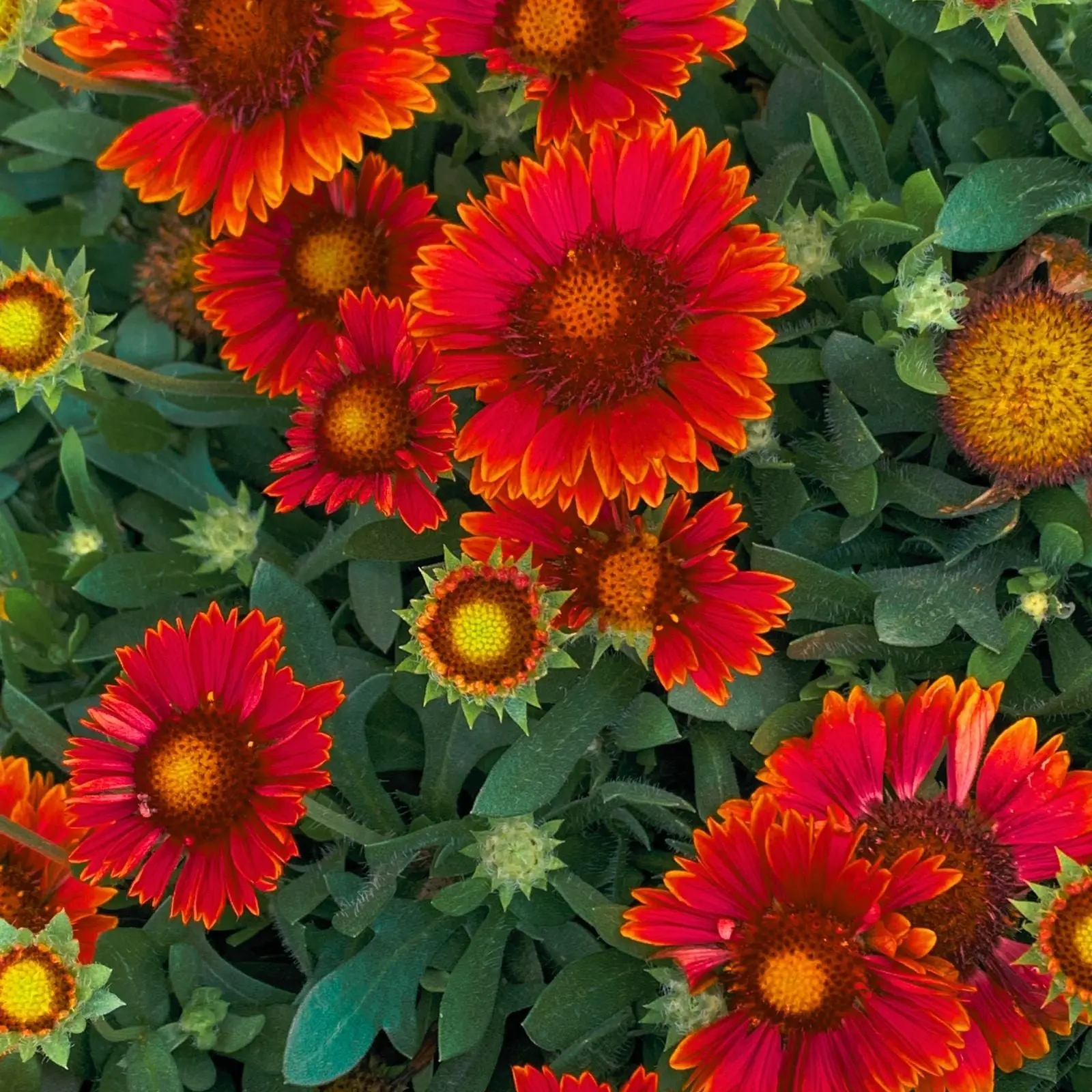 Blanket Flower Arizona Red Shades (Gaillardia)  | Two Live Plants | Non-GMO, Hardy Flowering Perennial