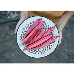 Jing Orange - Okra Seeds