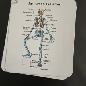 Anatomical Study Flashcards with Front and Back Views, Skeletal System Diagrams and Vocabulary Cards, Medical Learning Guide for Students, Doctors and Nurses, Nursing Flashcards