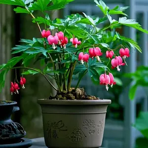 Mixed Bleeding Heart Seeds Dicentra Spectabilis Shade