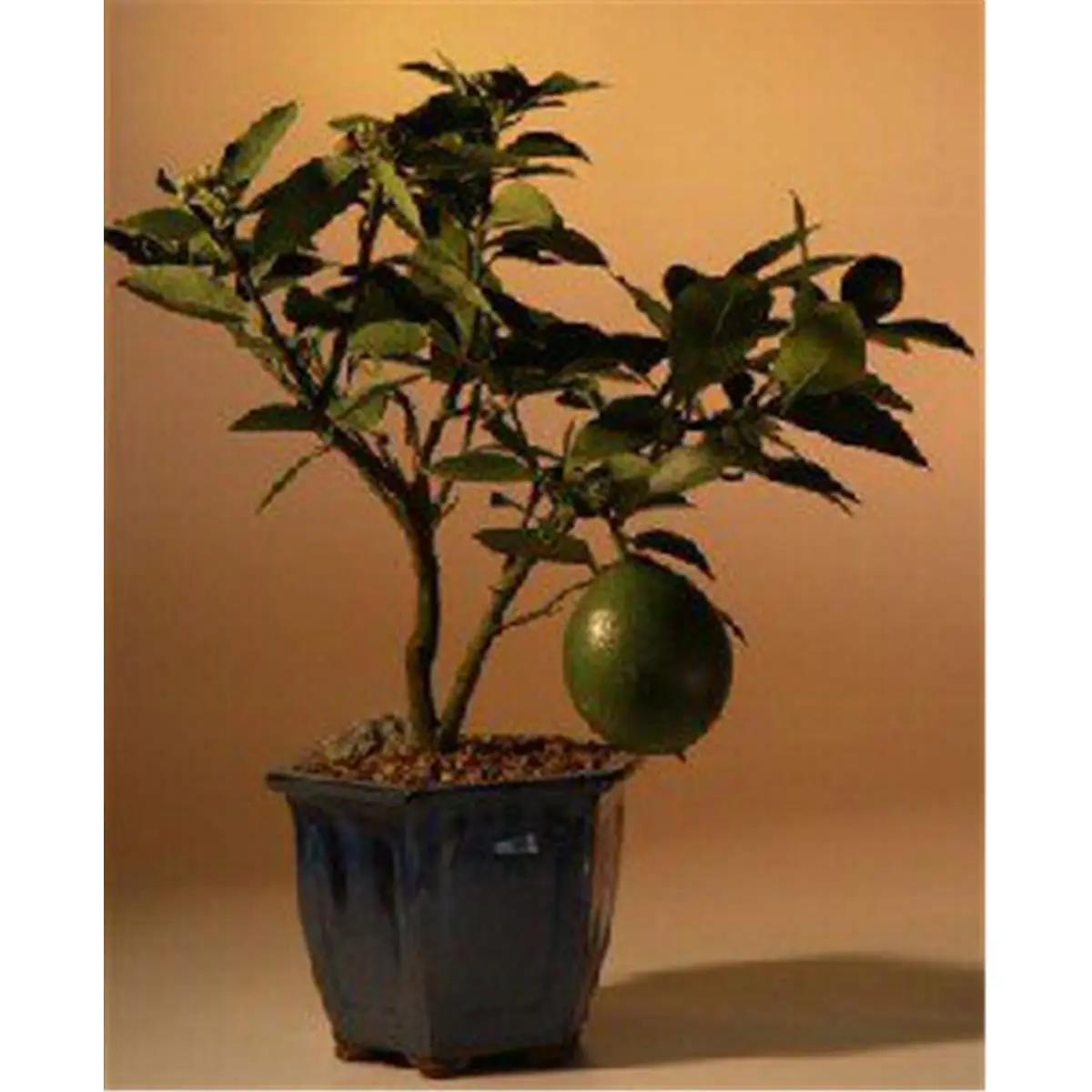 Bonsai Boy  Flowering Lemon Bonsai Tree - Meyer Lemon, Indoor Bonsai Tree, Aromatic Scent