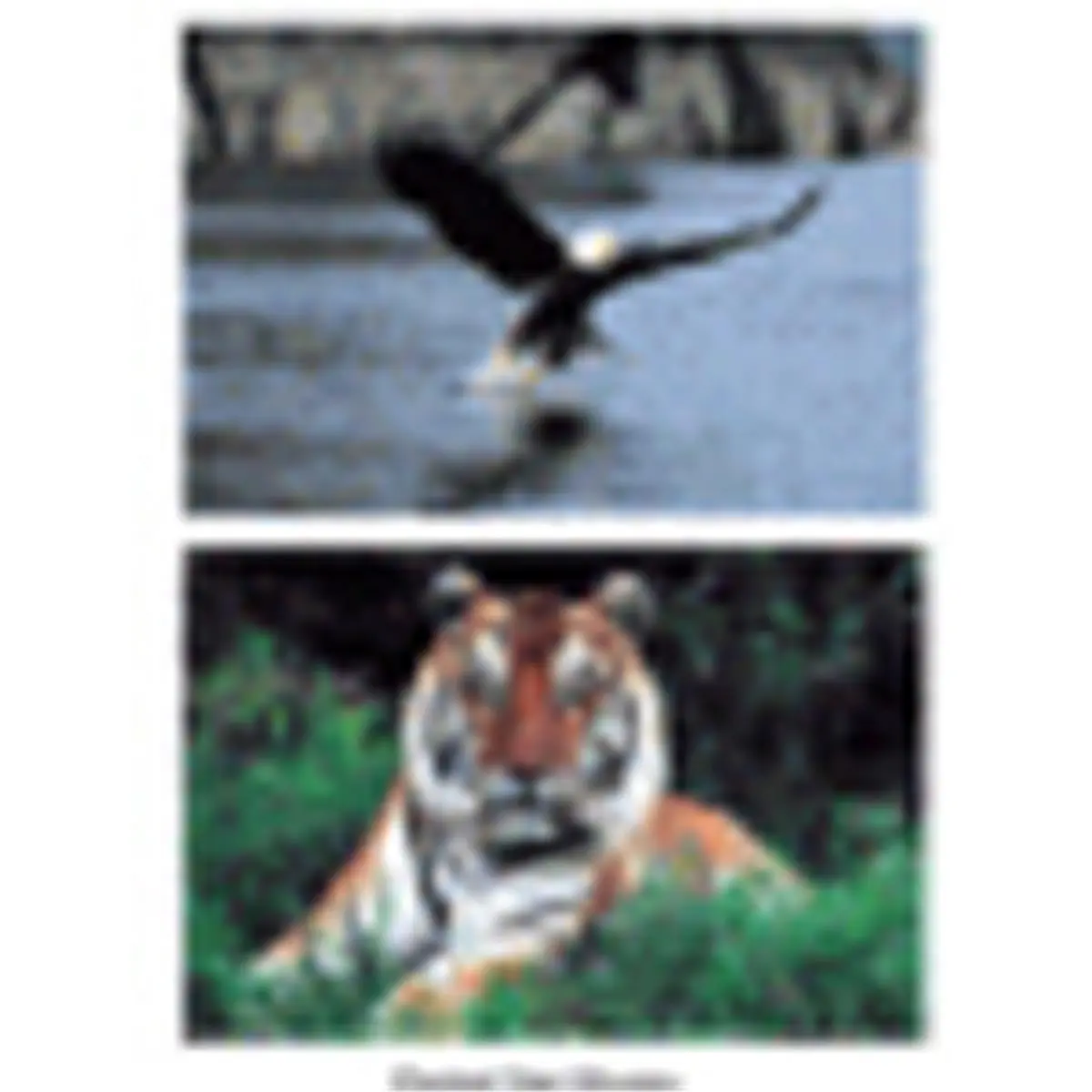 212 MAIN 10-Piece Natural Animal Educational Poster Set - 14"x19" Durable Glossy Graphic Prints, Office Stationery, School Supplies, Cardboard Backing, Art Work for Wall Decor (Zebra, Frog, Giraffe Imagery)