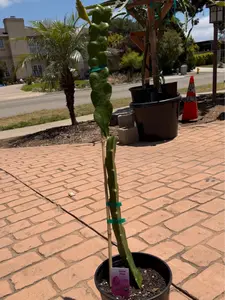 Premium Rooted Dragon Fruit Plants
