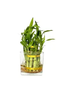 Two Tier Lucky Bamboo Indoor Live Plant in Glass Square Vase, Live Lucky Bamboo, Feng Shui Plant, Dracaena Sanderiana, Bamboo Arrangement