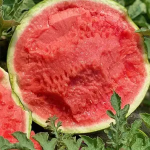 50 pcs Watermelon Seeds for Planting - Sugar Baby Heirloom Variety, Non-GMO Fruit Seed Seeds Great for Outdoor Garden