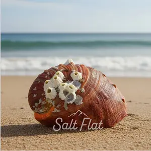 Red Abalone Unpolished 6-7"