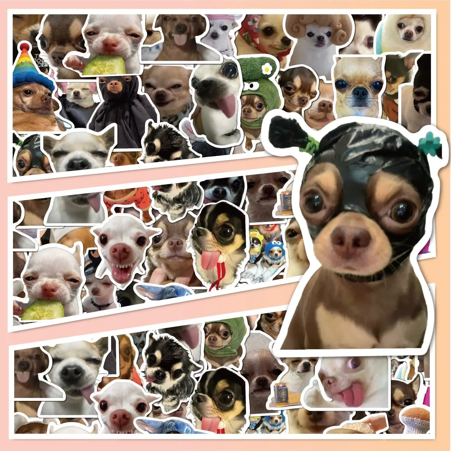 Chihuahua Memes