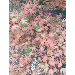 Mystery Variegated Japanese Maple