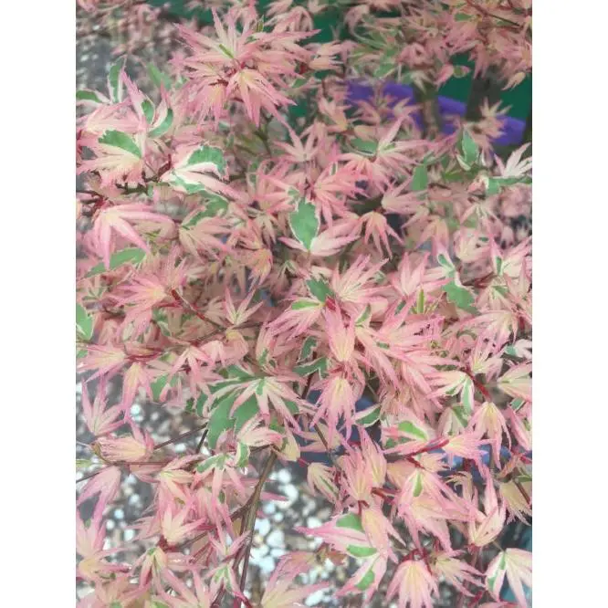 Mystery Variegated Japanese Maple